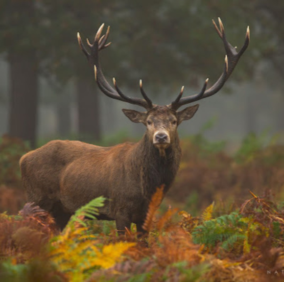 Meet your Posher, Brahim - Picture 1 of 1